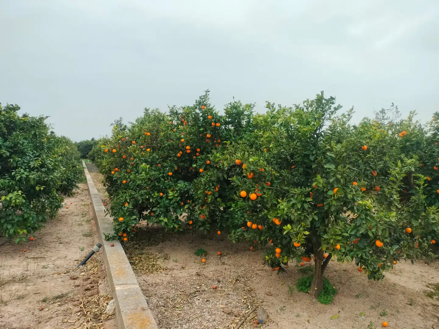 Rural land for sale in Carrer Sueca 35