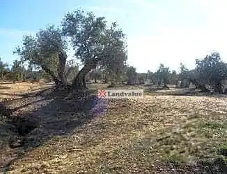 Terreni e lotti in vendita a Parcela 5 y 24 del Pol 23, 2 y 9 del Pol 22 y 87 del Pol 24, imagen 2