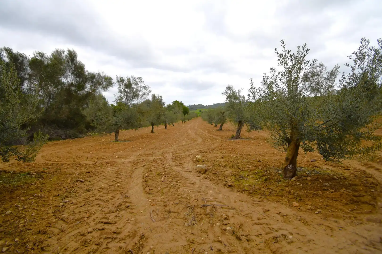 Rural land for sale in Muro, imagen 11