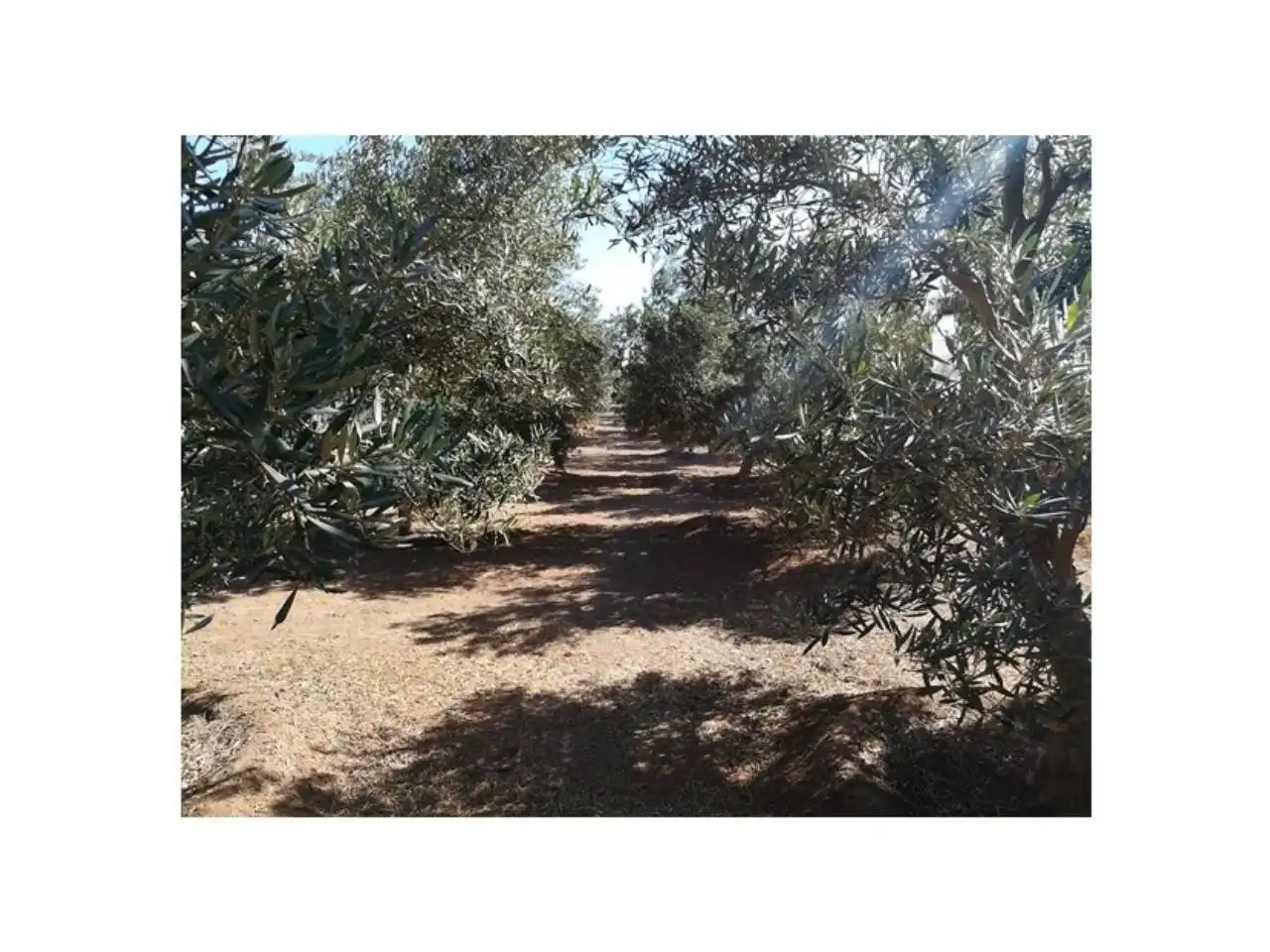 Houses for sale in Gran Tarajal, Tesejerague