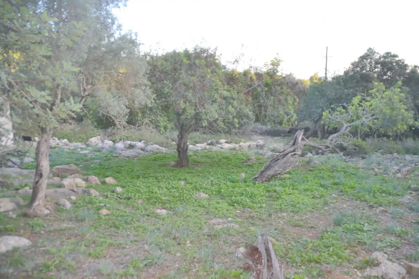Maison rustique avec piscine à vendre à Sa Pobla, imagen 37