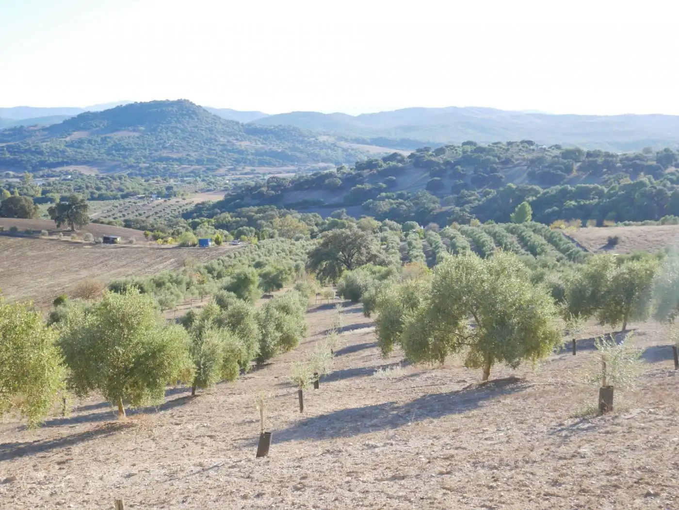 Terreny residencial en venda a Prado del Rey, imagen 2
