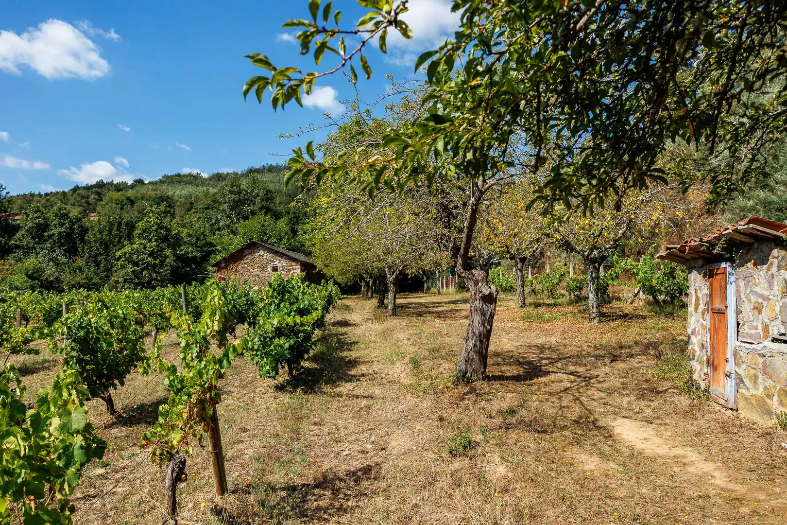 Geschaftsraum zum Verkauf in Monforte de Lemos