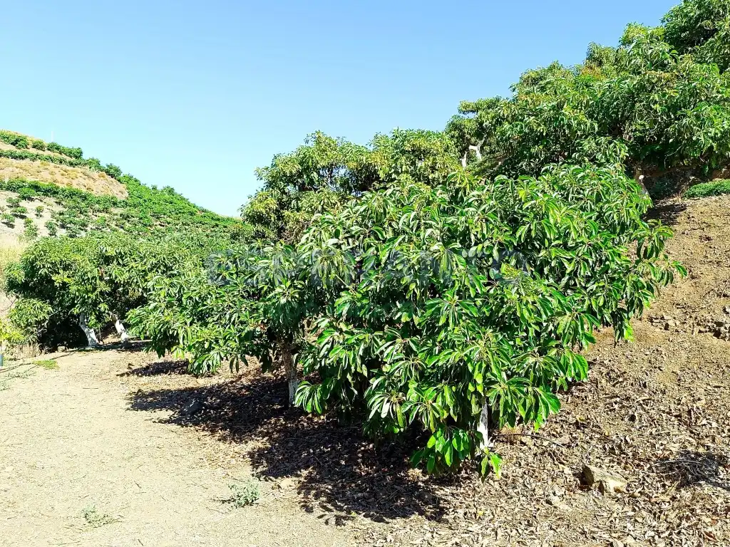 Jardí de Finca rústica en venda en Vélez-Málaga amb Aire condicionat, Jardí privat i Traster