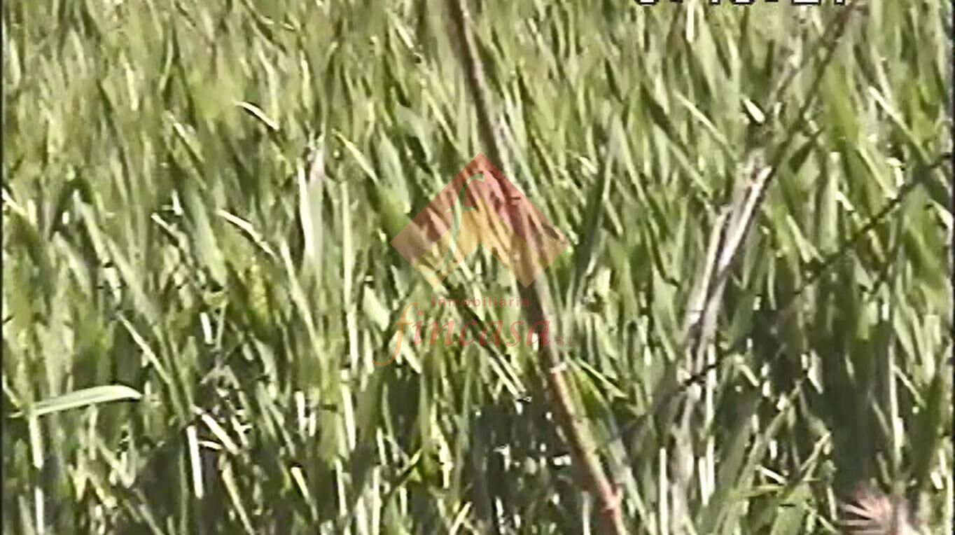 Finca rústica en venta en Ronda