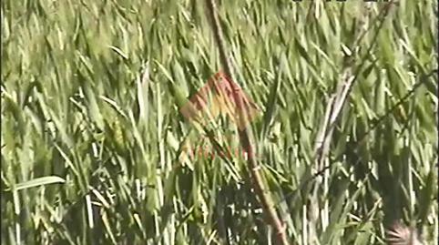 Foto 2 de Finca rústica en venda a Casco Histórico, Ronda