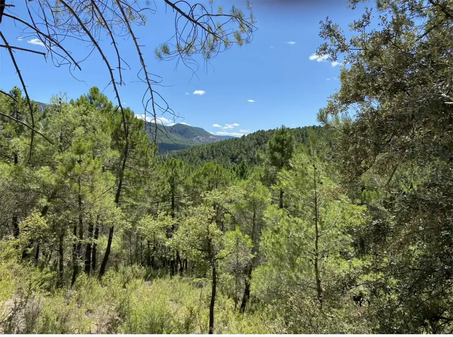 Land for sale in Cañamares