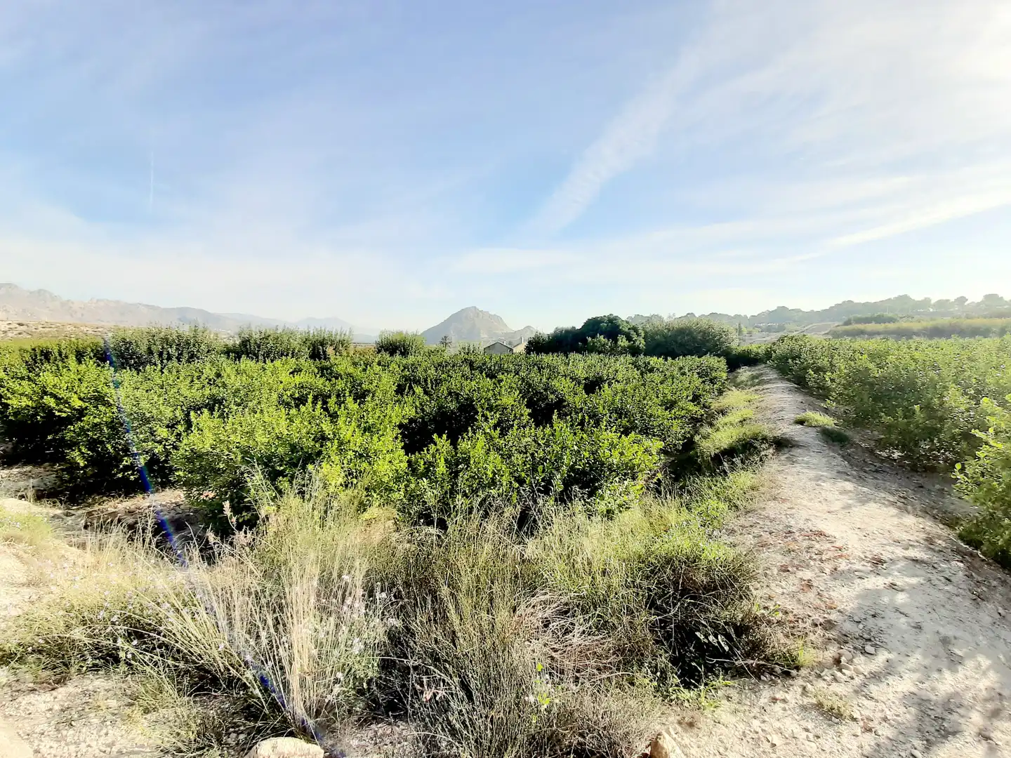 Rural land for sale in Ojós, imagen 10