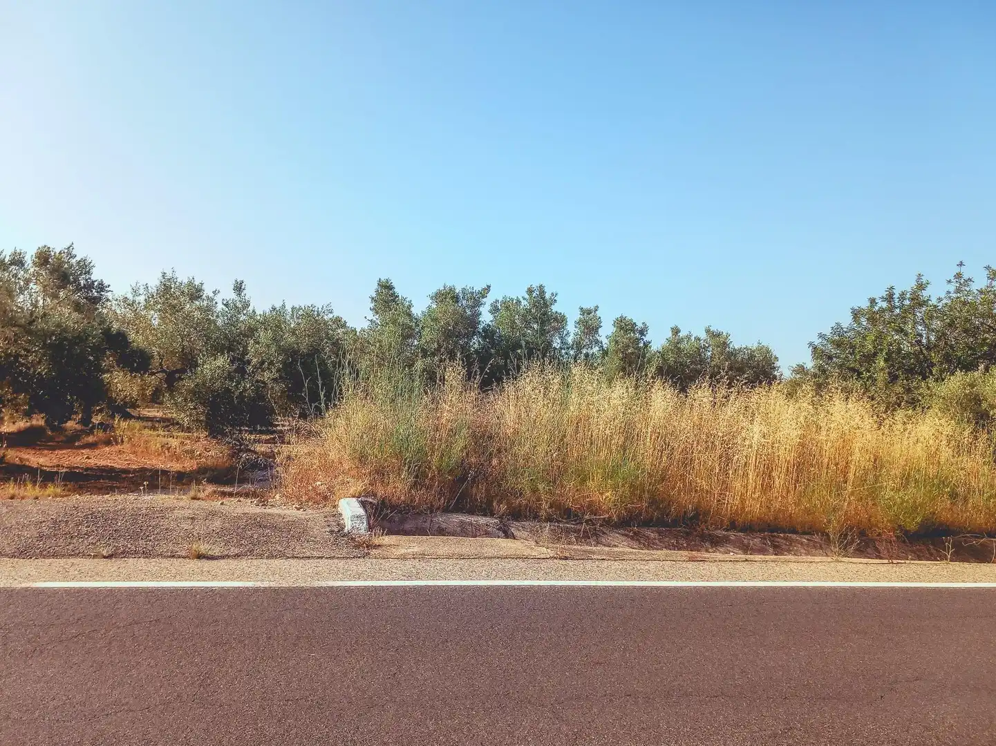 Terreny rústic en venda a Ulldecona