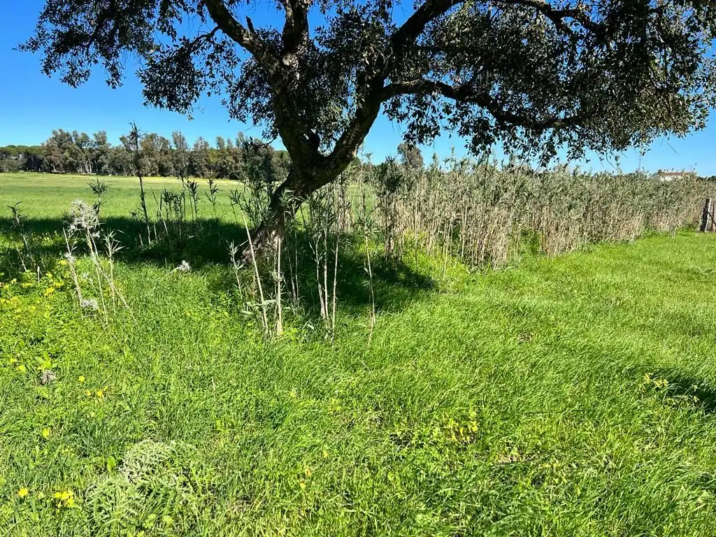 Terrain rustique à vendre à Vejer