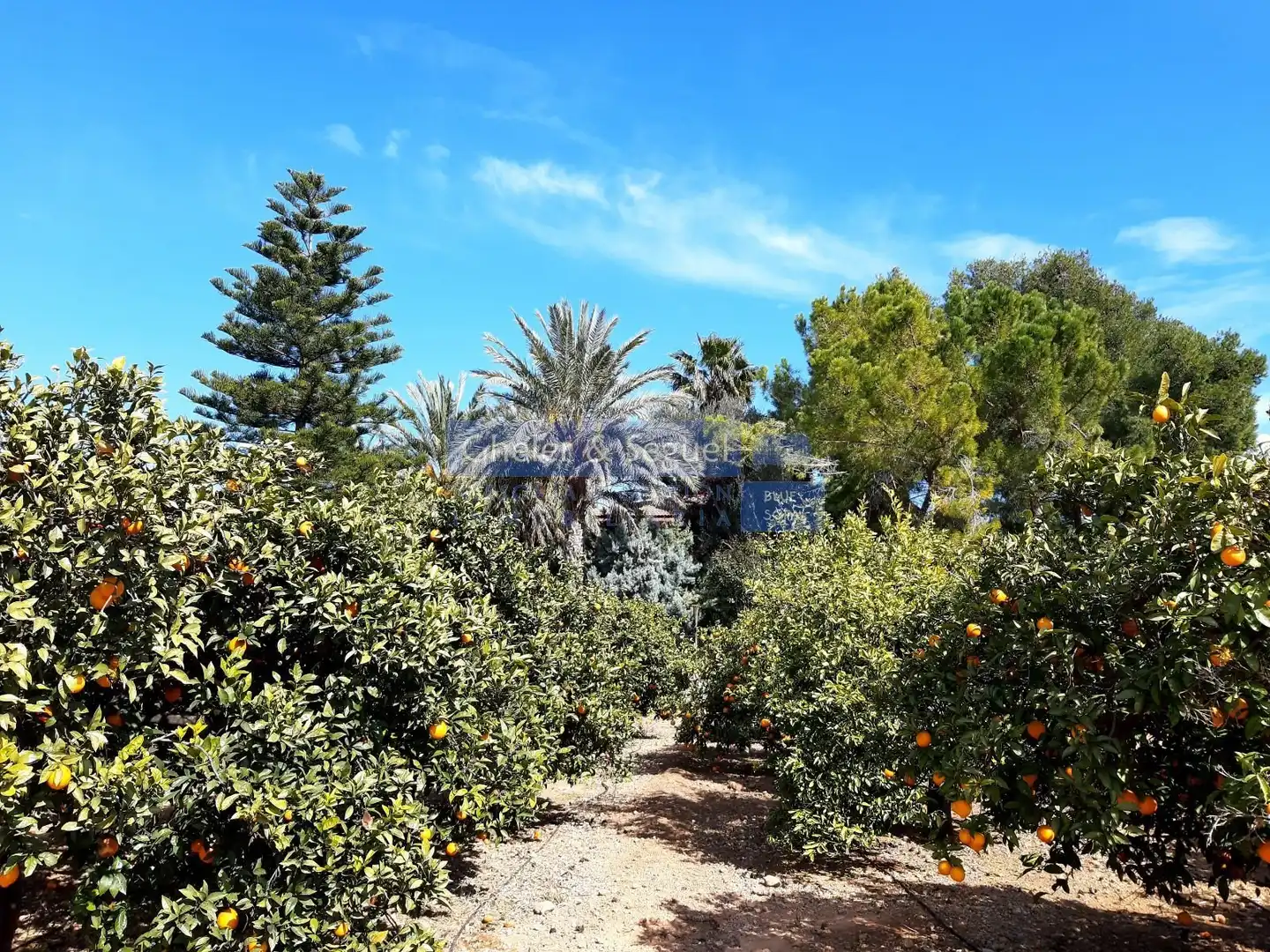 Jardín de Casa o chalet en venta en Albalat dels Tarongers con Terraza