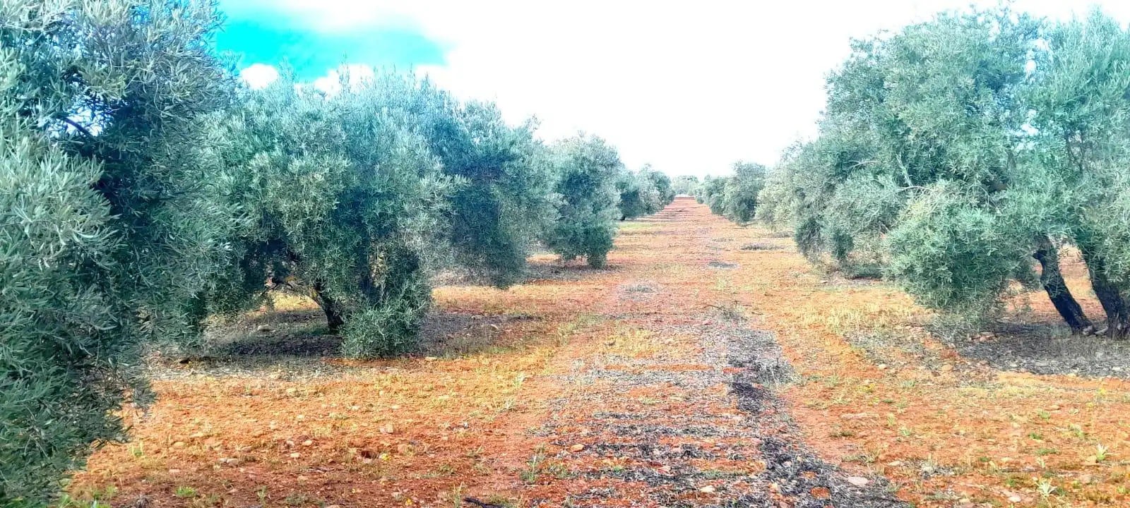 Rural land for sale in Valdepeñas, imagen 9