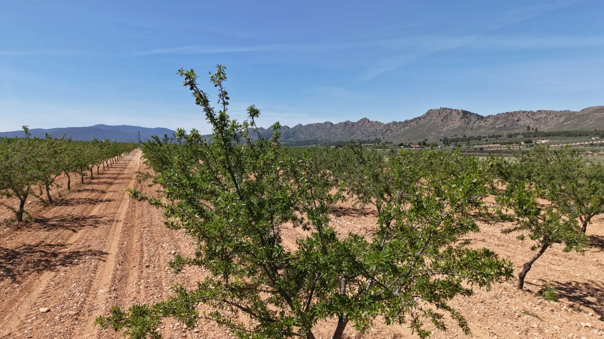 Residential land for sale in Yecla, imagen 7