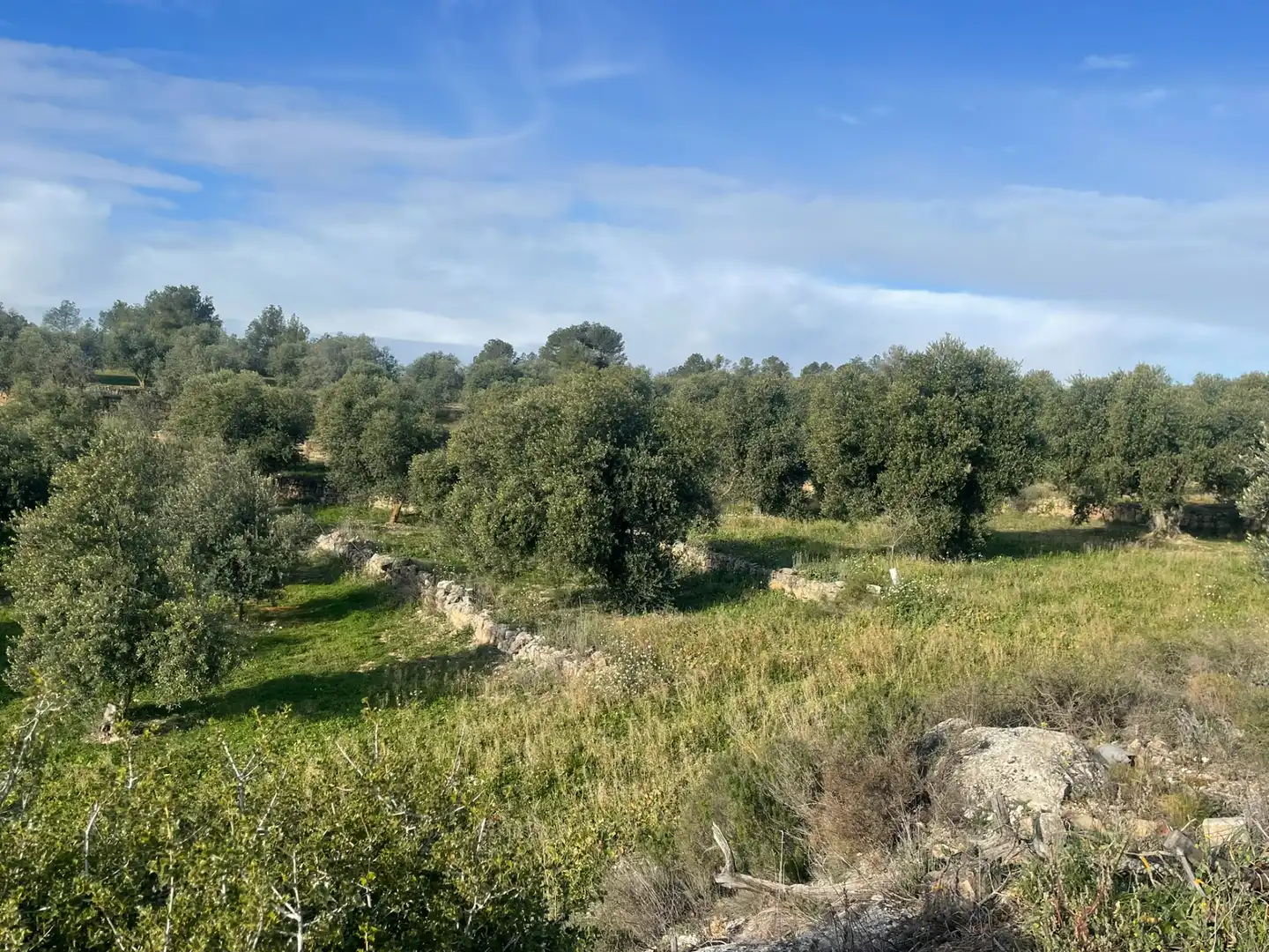 Rural land for sale in Cervià de Les Garrigues, imagen 11