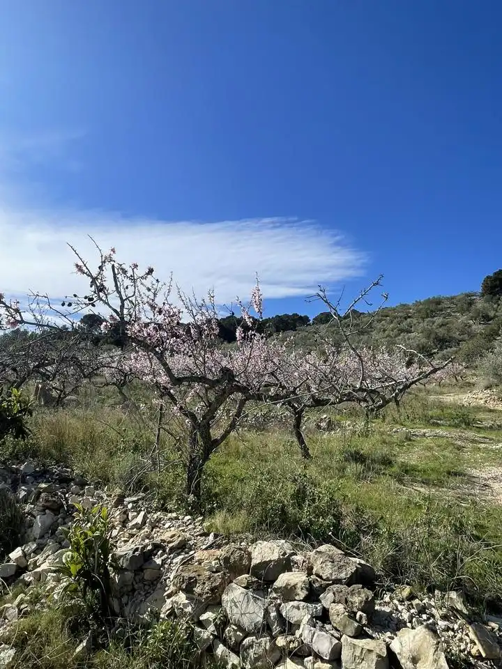Jardín de Finca rústica en venta en L'Ametlla de Mar 