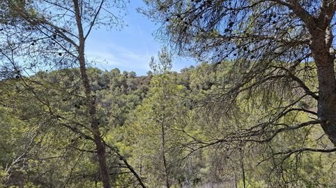Cabra del CampTerreno, imatge 2