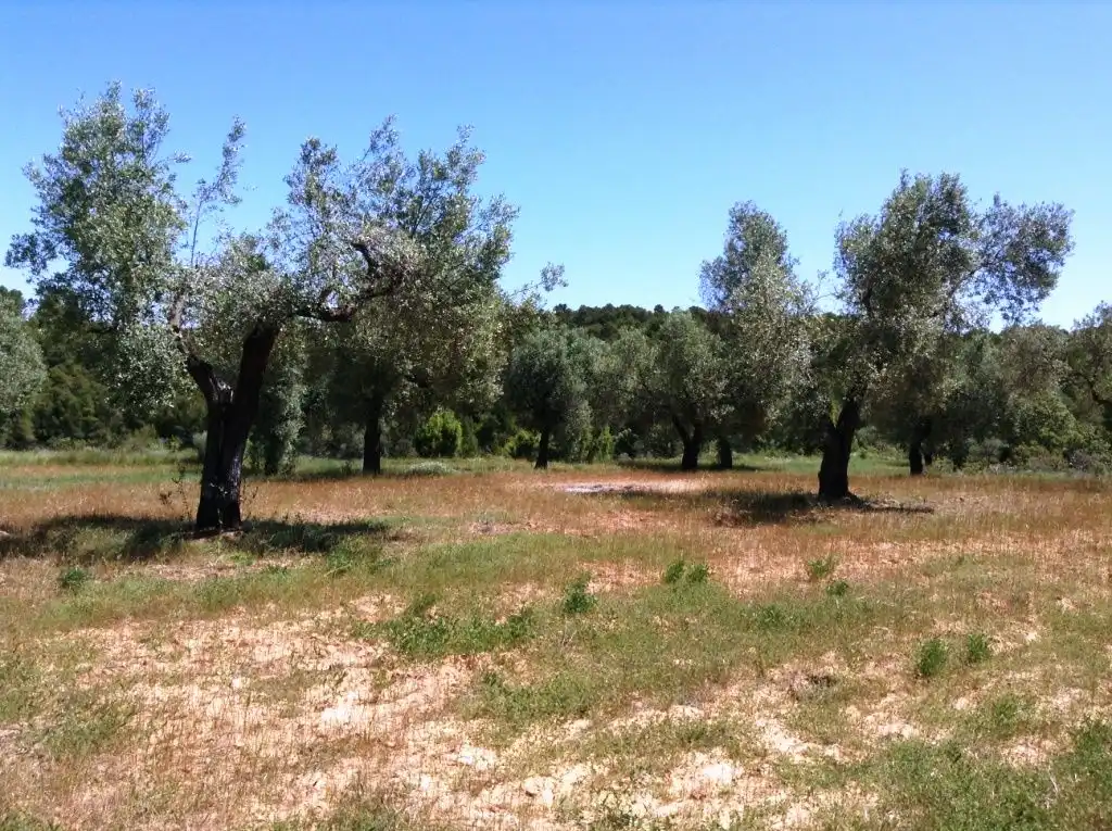 Terreni e lotti in vendita a Arens de Lledó