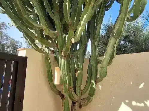 Jardí de Casa adosada en venda en Níjar amb Aire condicionat, Piscina i Balcó