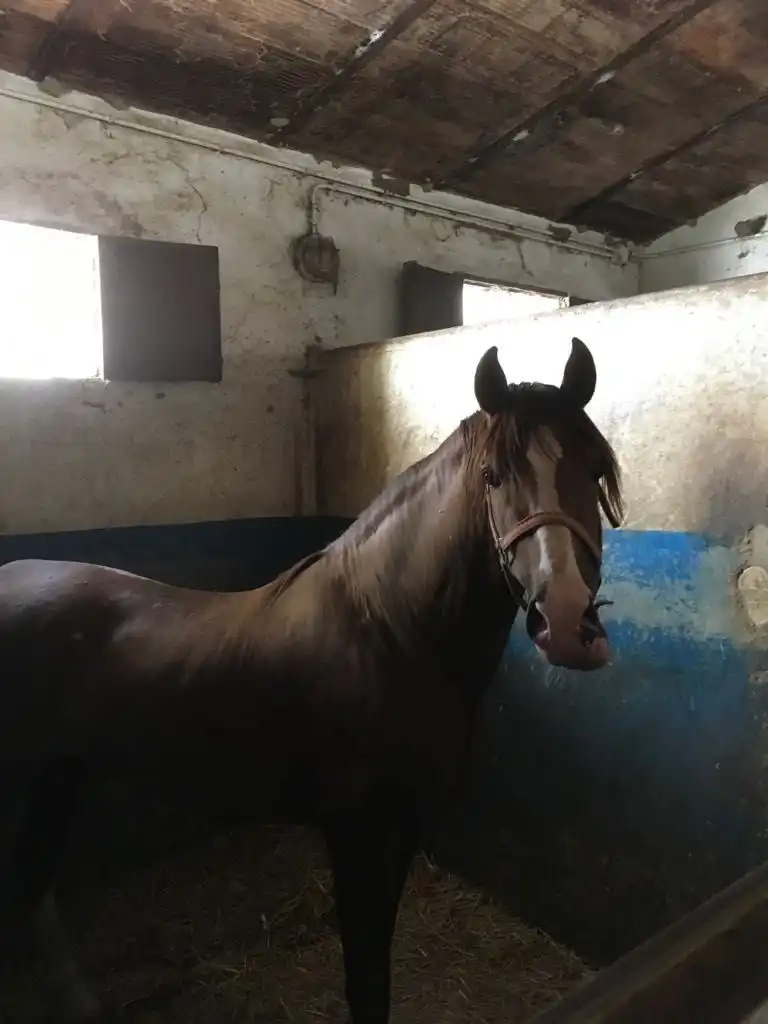 Vista exterior de Finca rústica en venta en Aracena con Aire acondicionado, Jardín privado y Parquet