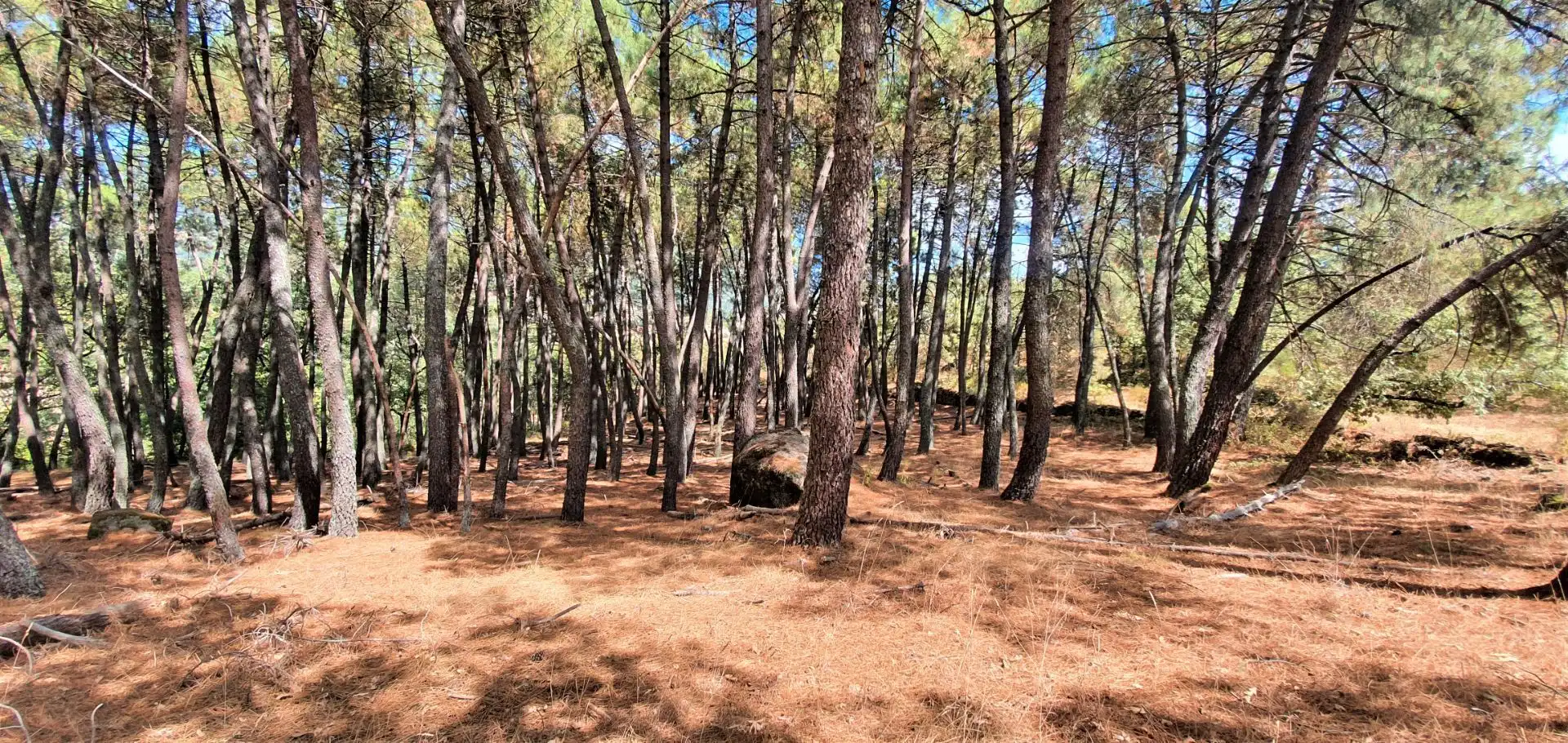 Terreni e lotti in vendita a Jarandilla de la Vera, imagen 12