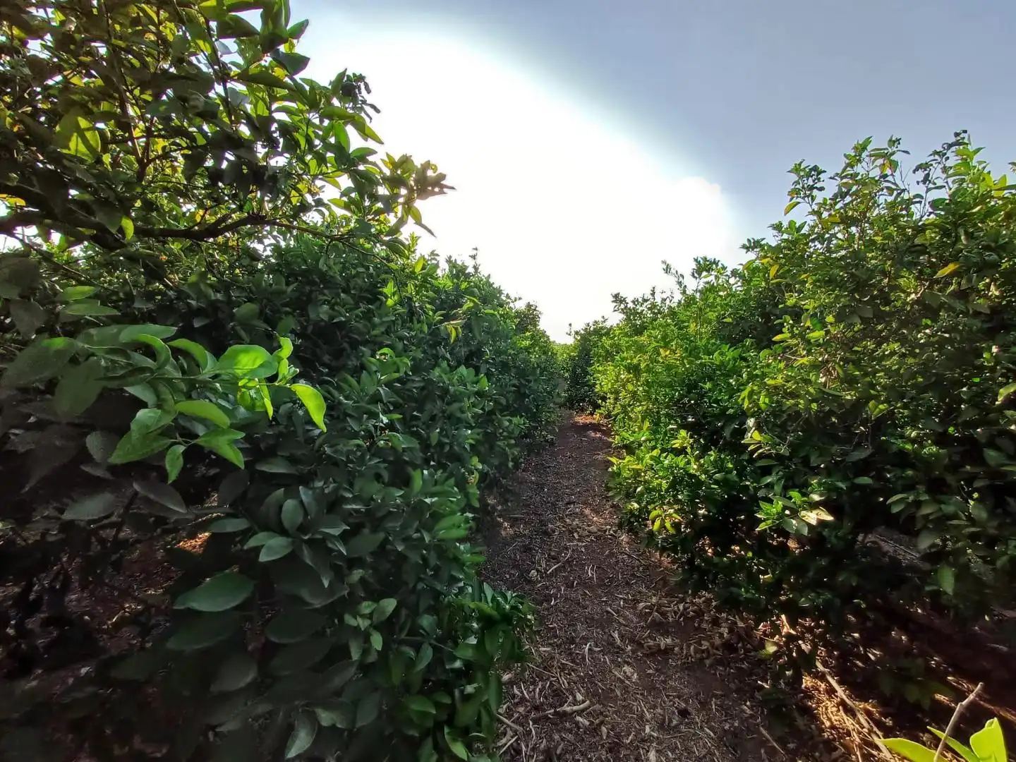 Rural land for sale in PARTIDA SERRA PERENCHISA, imagen 12