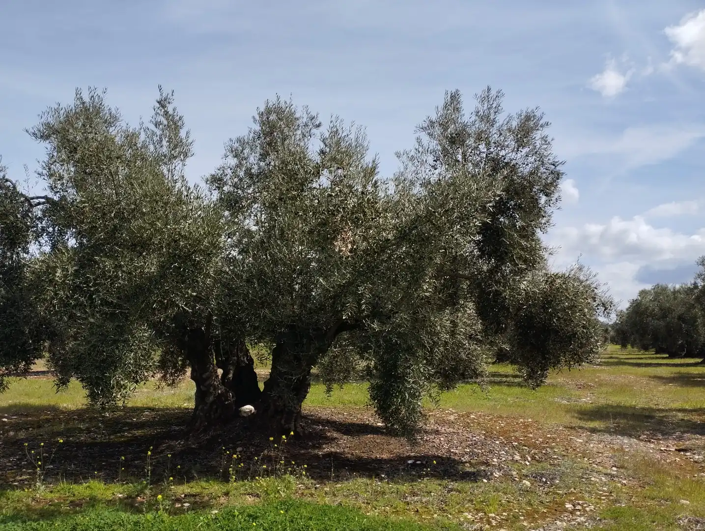 Terreno rustico in vendita a Calle los Yesares, imagen 12