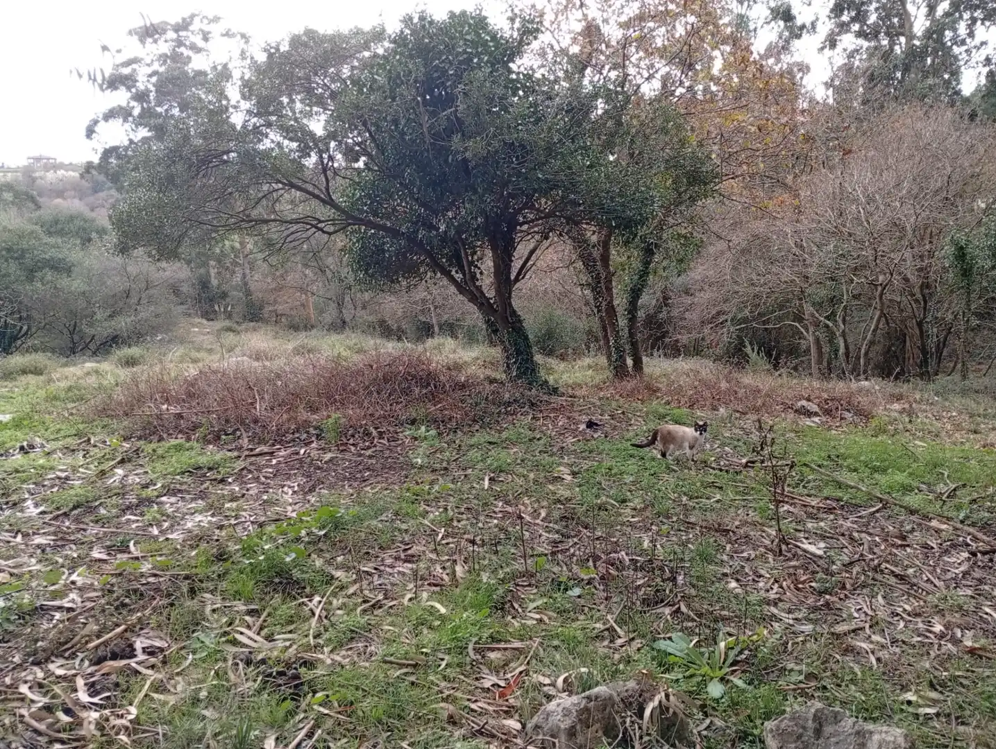 Lands and plots for sale in Cuchía, imagen 5