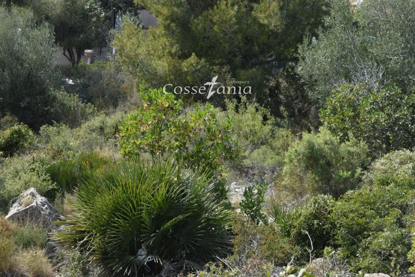 Terrain rustique à vendre à SANTA MARIA DE MONTSERRAT, imagen 9