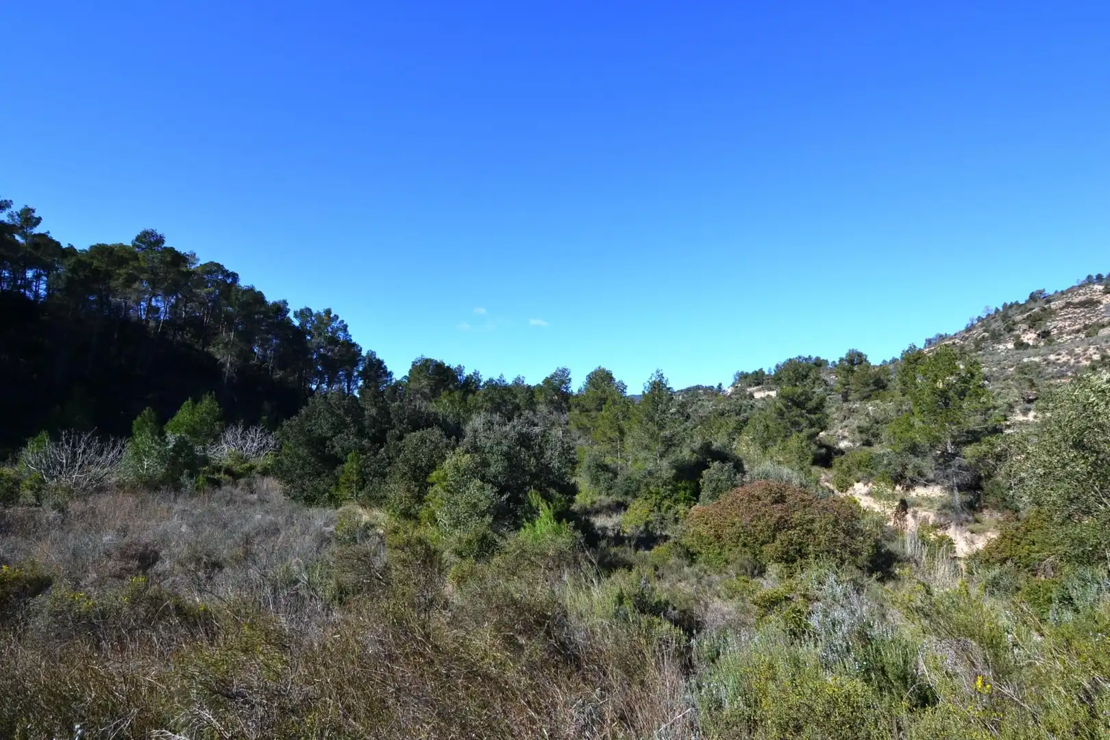 Rural land for sale in Ascó, imagen 30