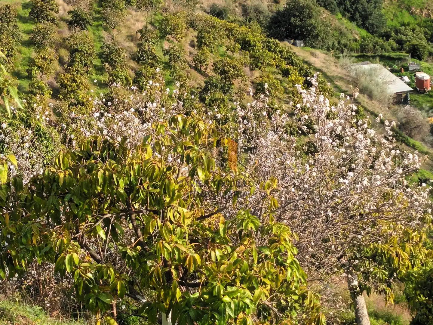 Jardín de Finca rústica en venta en Cútar con Terraza, Trastero y Piscina