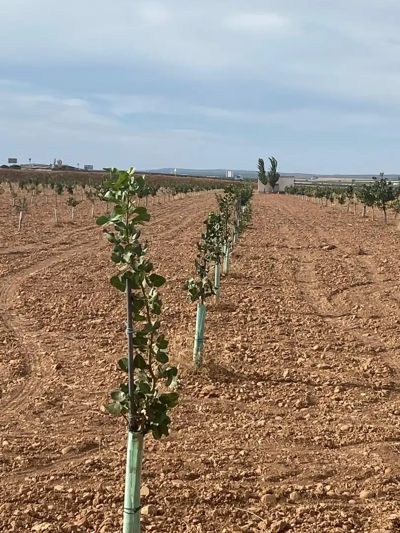 Terreno rustico in vendita a Calle García Pavón, imagen 11