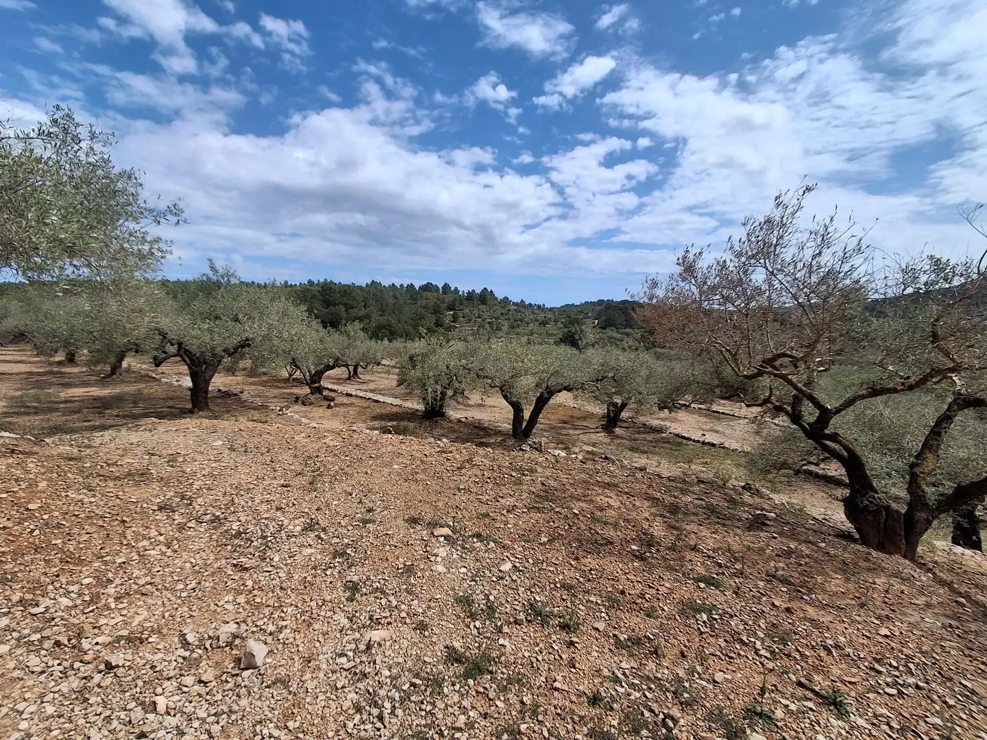 Terreno rustico in vendita a El Perelló, imagen 67