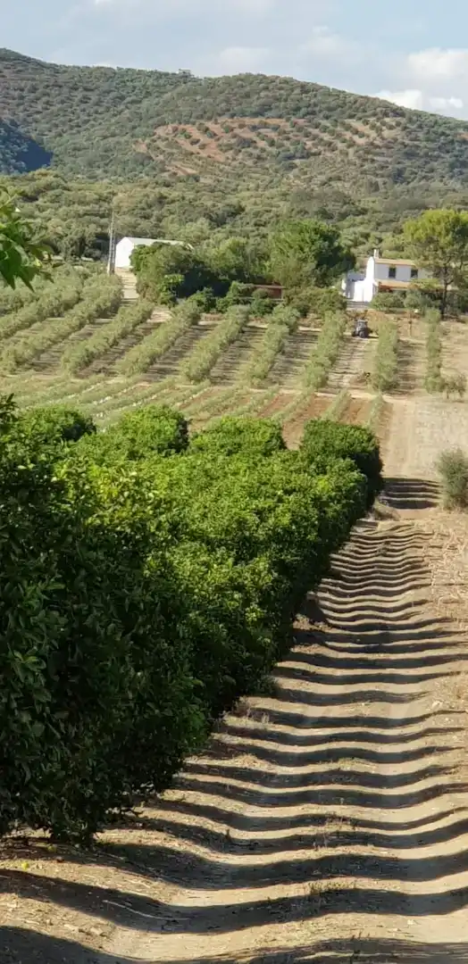 Vista exterior de Finca rústica en venda en Peñaflor amb Aire condicionat, Jardí privat i Traster