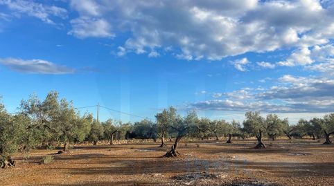 Finca rústica plana con pozo de agua.