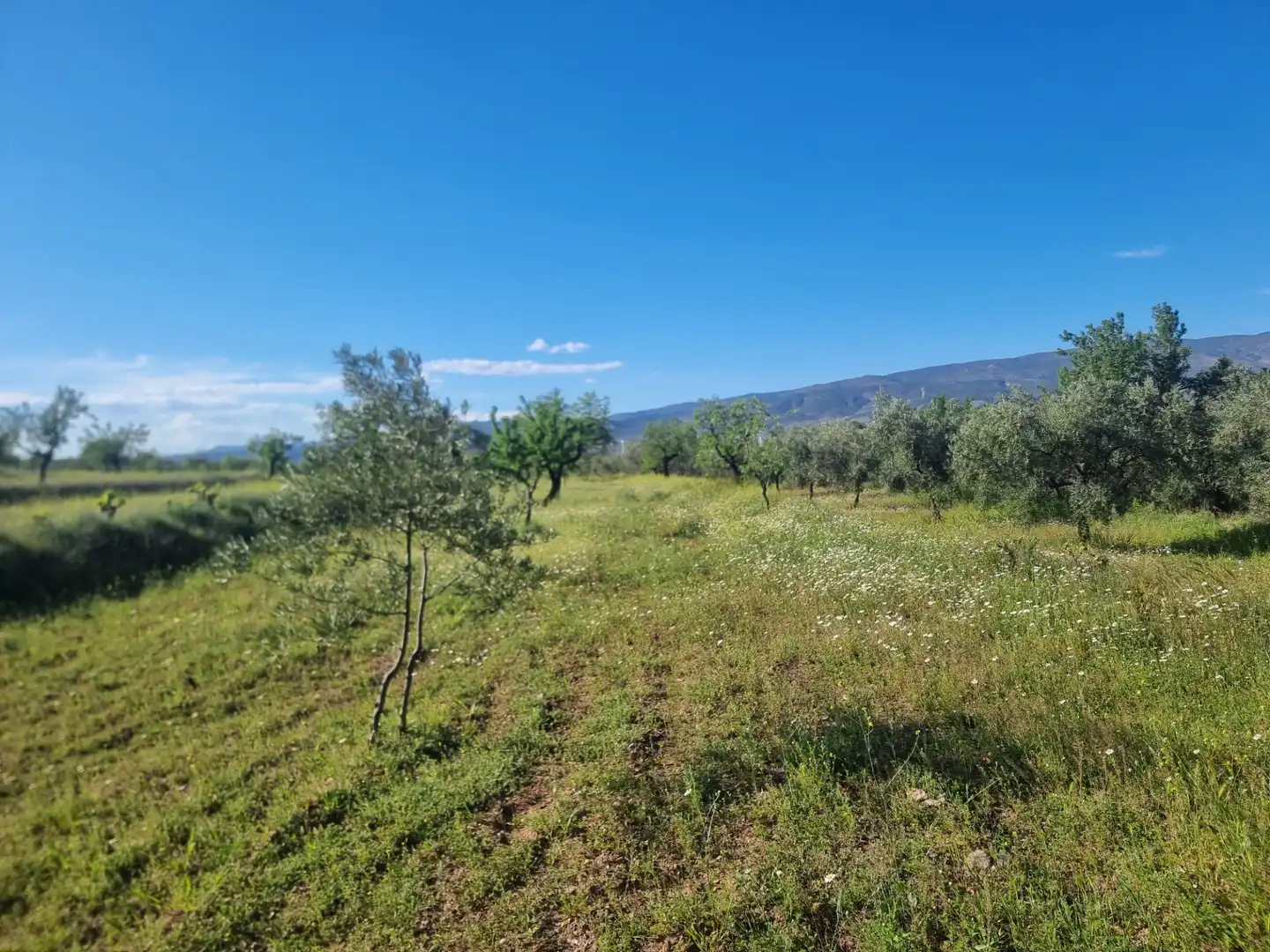 Terreno en venta en Abrucena