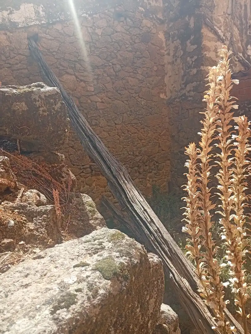 Jardín de Residencial en venta en Talaveruela de la Vera