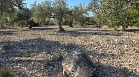 FINCA DE 5 HA EN FREGINALS CON CASA, imatge 4