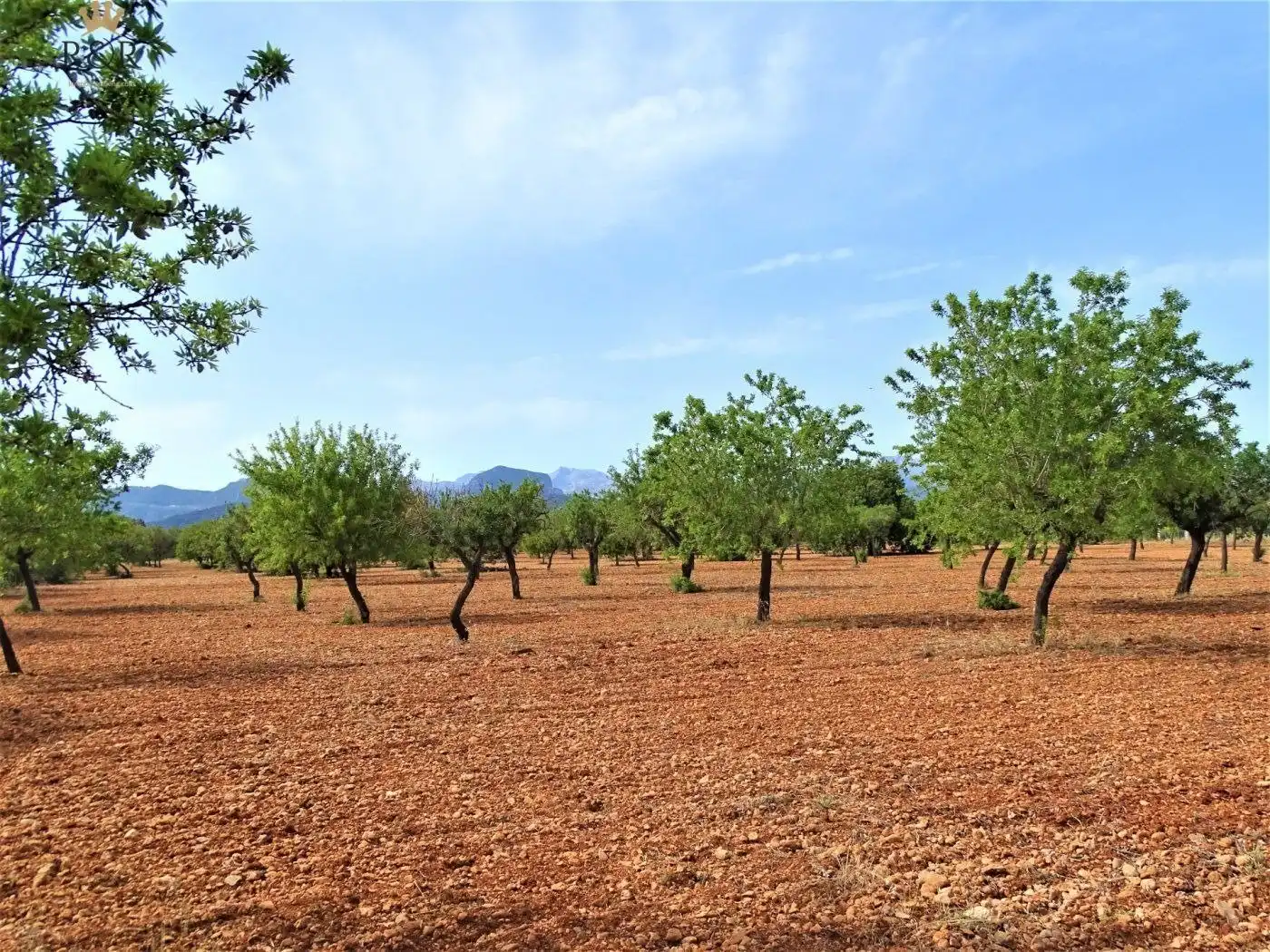 Land for sale in Binissalem