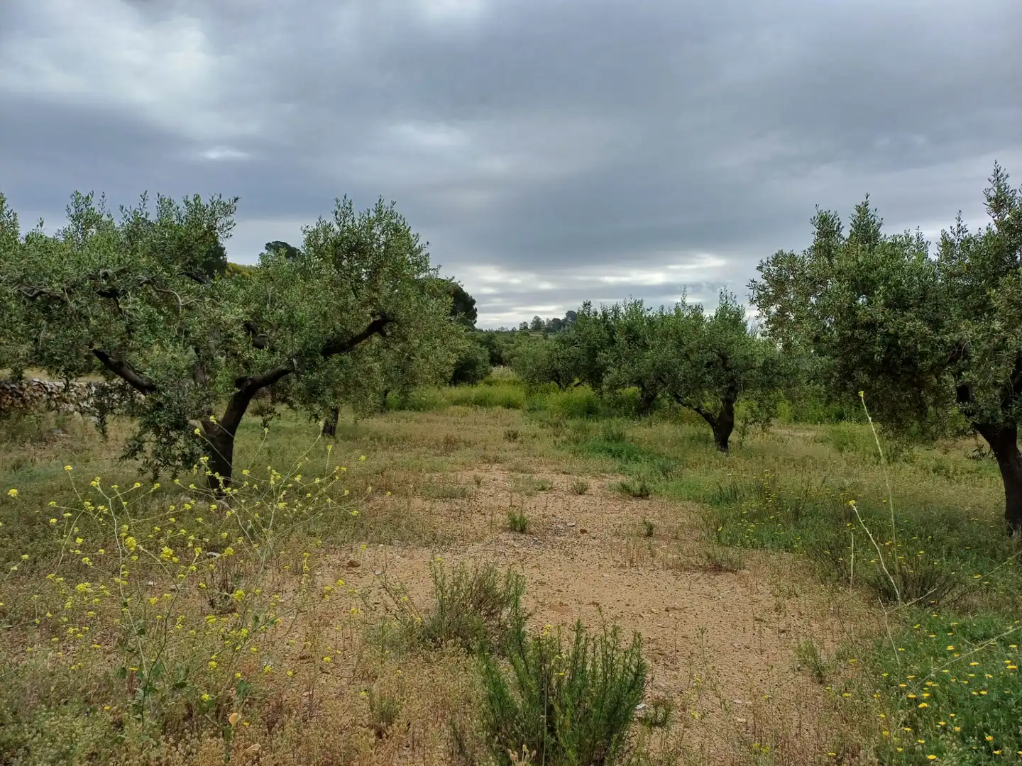 Terreno rustico in vendita a Carrer Carretera del Castell, imagen 3