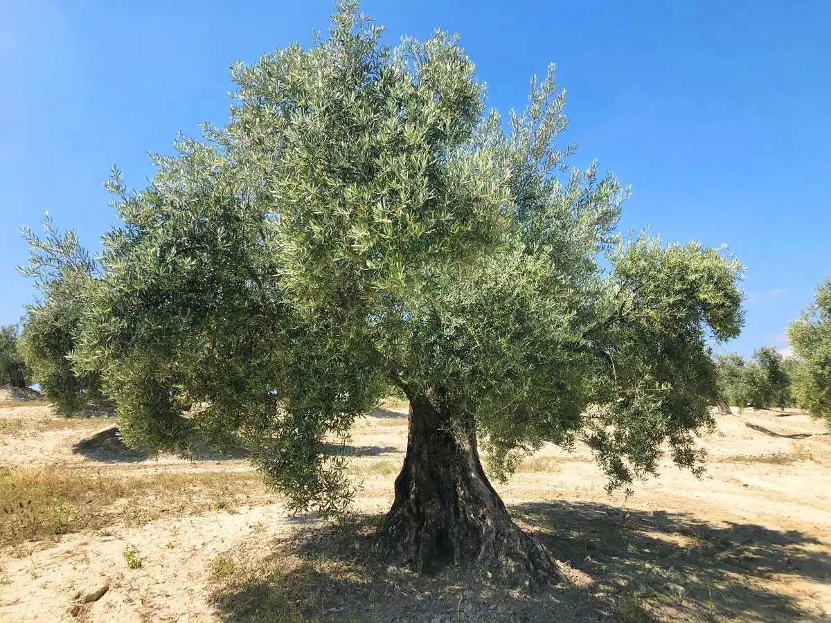 Terreny rústic en venda a Paraje la Ventana y Casa Tejada, imagen 10