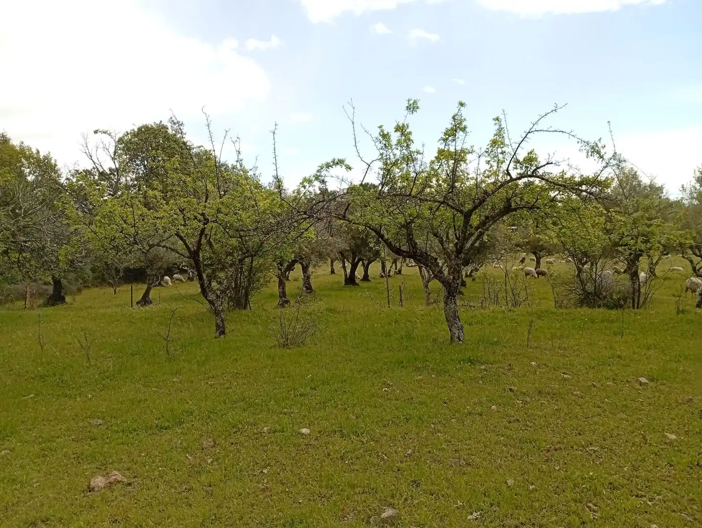 Terreni e lotti in vendita a Villanueva de la Vera, imagen 81