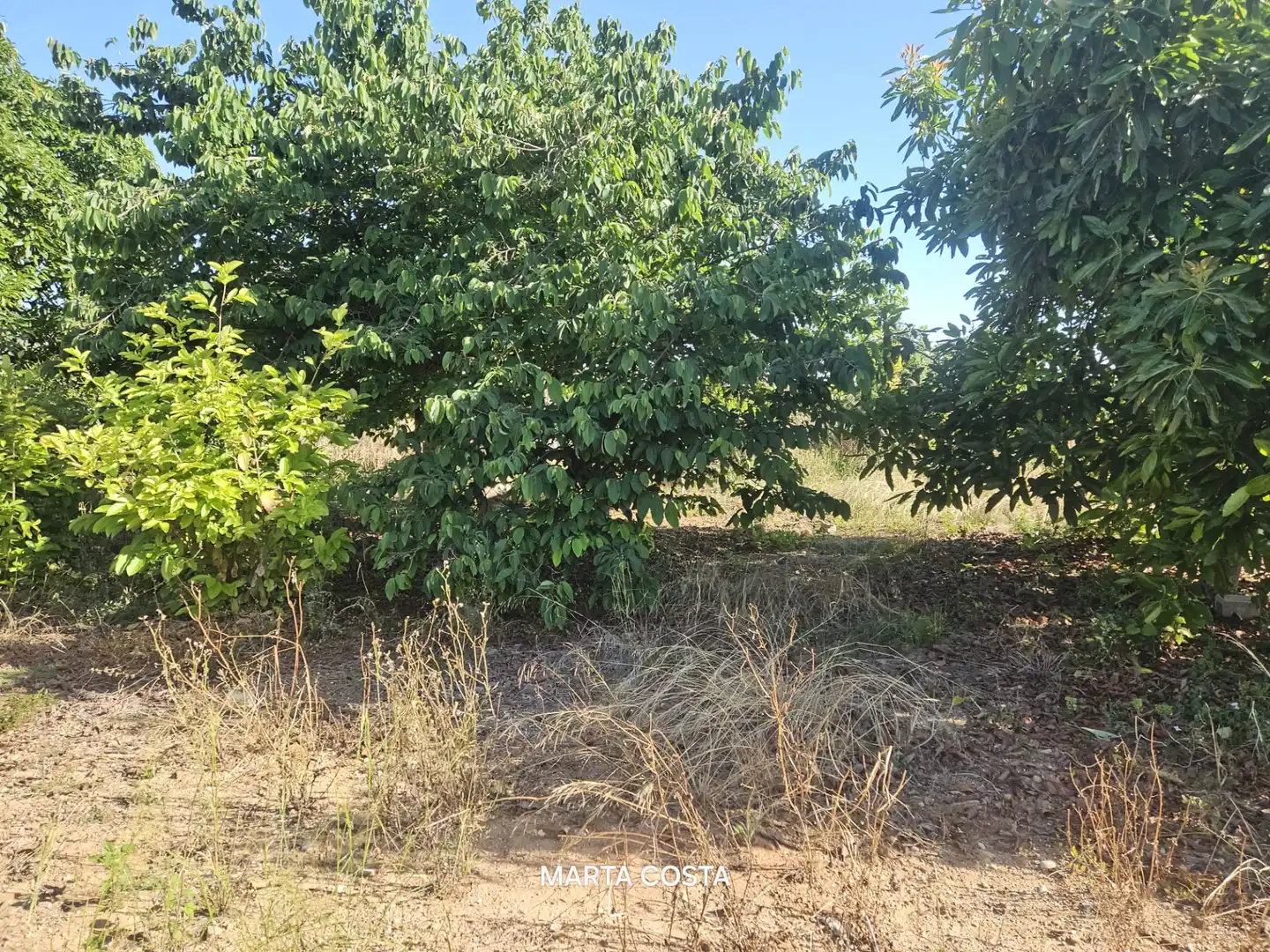 Terreno en venta en Almoines