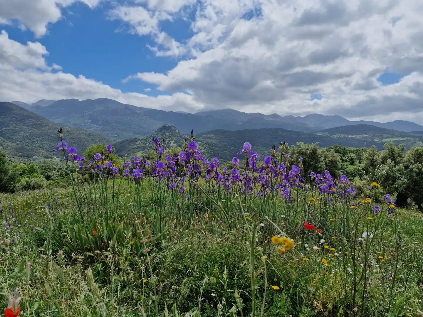 Terreni e lotti in vendita a Benaocaz