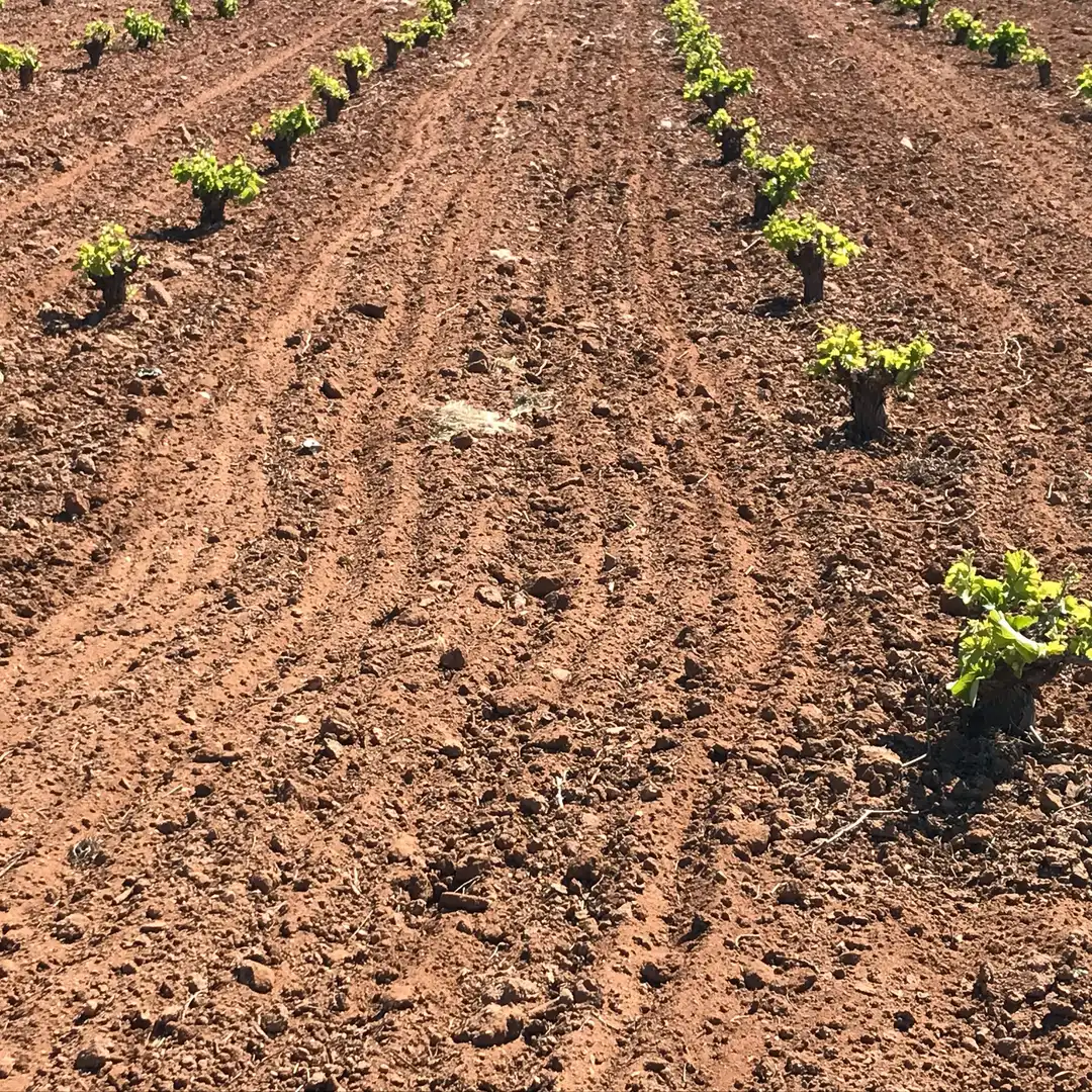 Terrenys i solars en venda a Mota del Cuervo, imagen 29