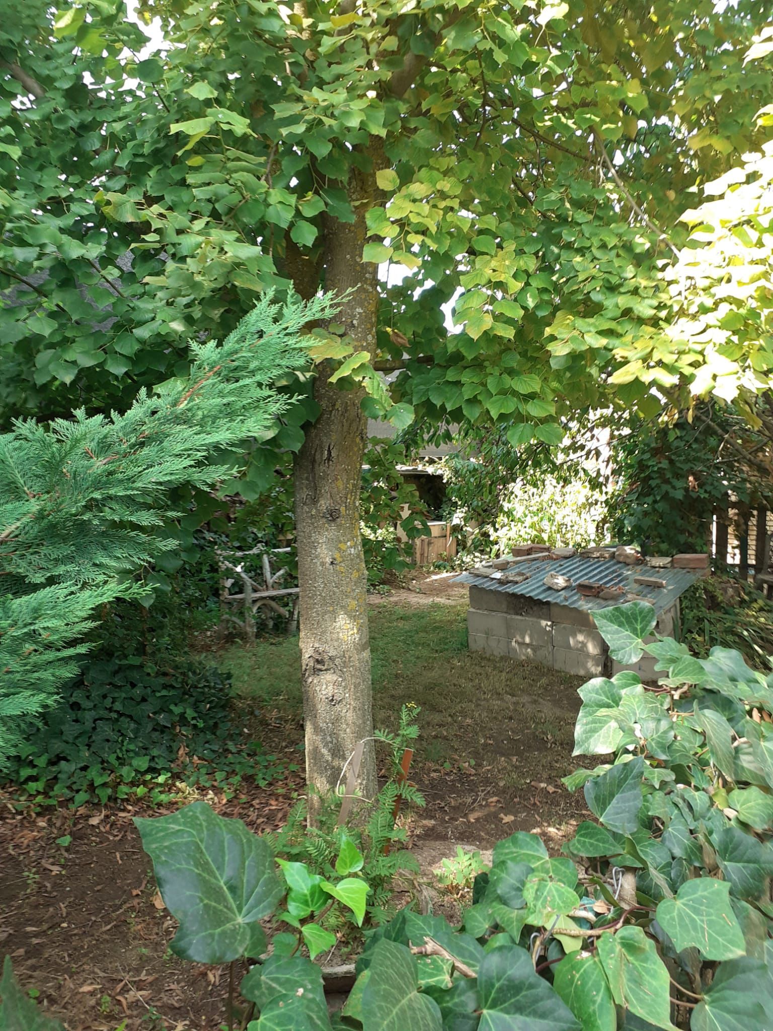 Jardí de Casa o xalet en venda en Agoncillo amb Jardí privat, Piscina i Moblat