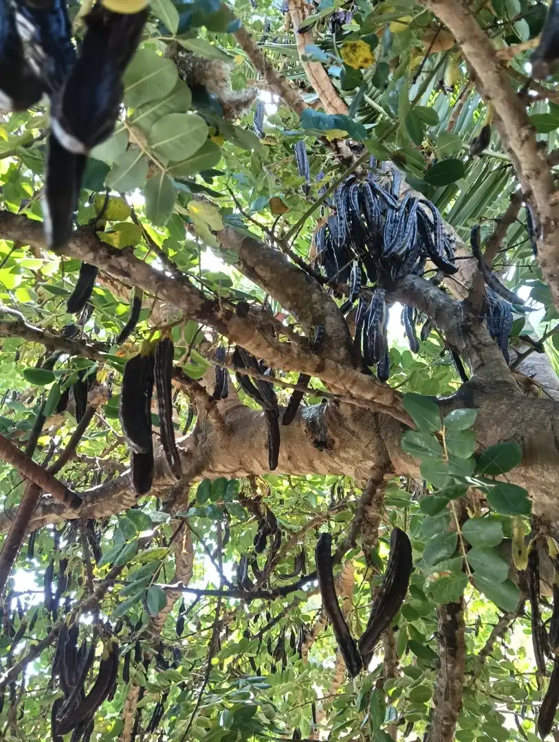Terreni e lotti in vendita a Benajarafe, imagen 22