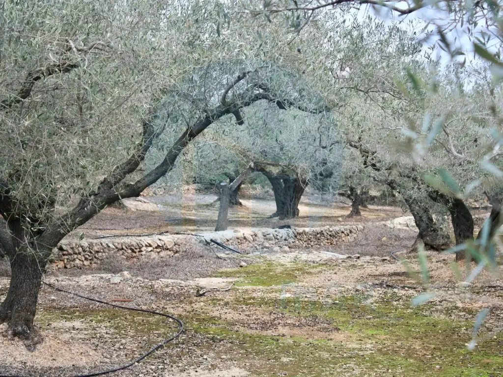 Finca rústica en venta en L'Ampolla