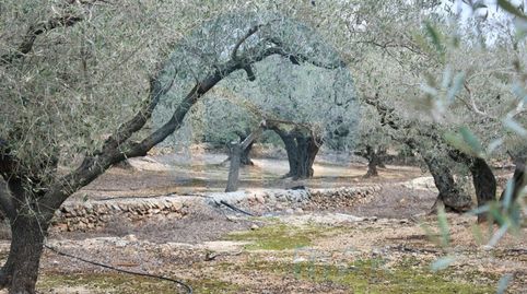 Foto 3 de Finca rústica en venta en Furoner, L'Ampolla, Tarragona