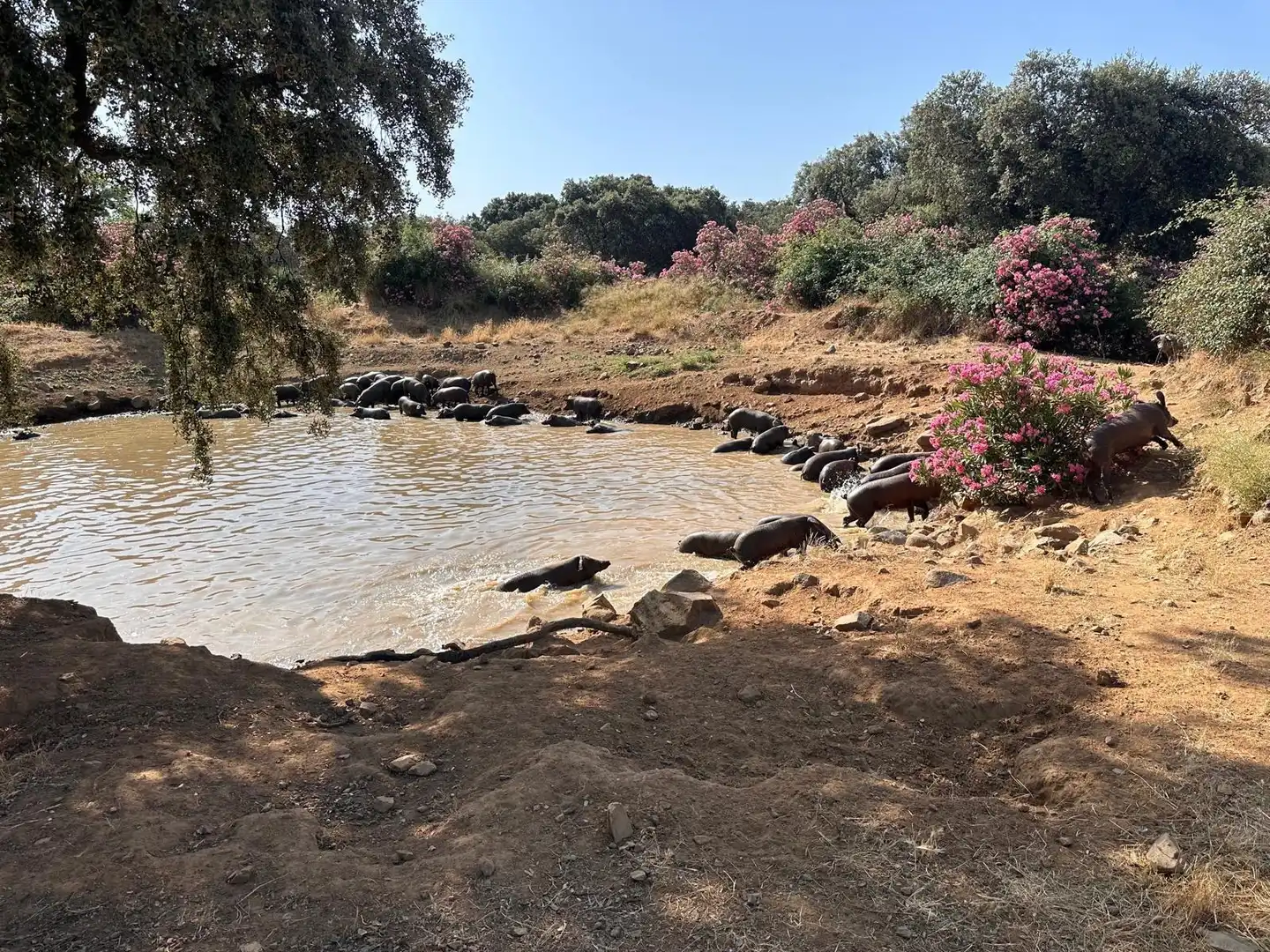 Rural land for sale in Fuente Obejuna