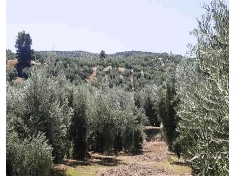 Terreni e lotti in vendita a Alcantarilla - La Glorieta, imagen 3